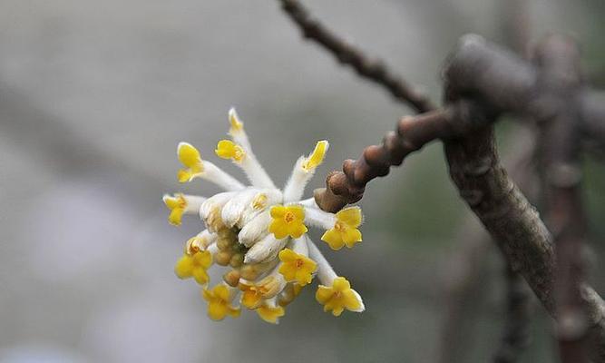 结香花的寓意是什么？了解结香花的象征意义和文化背景？