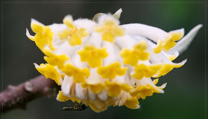 结香花花语是什么？了解结香花的含义与象征意义？