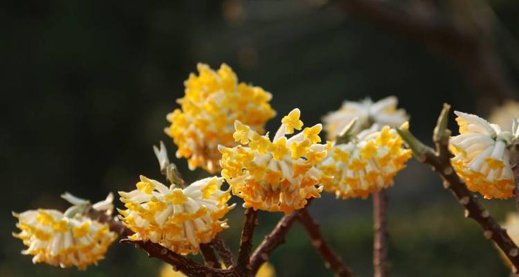 结香花花语是什么？了解结香花的含义与象征意义？