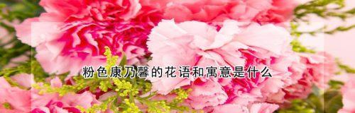 康乃馨的花语代表什么？不同颜色的康乃馨花语有何不同？