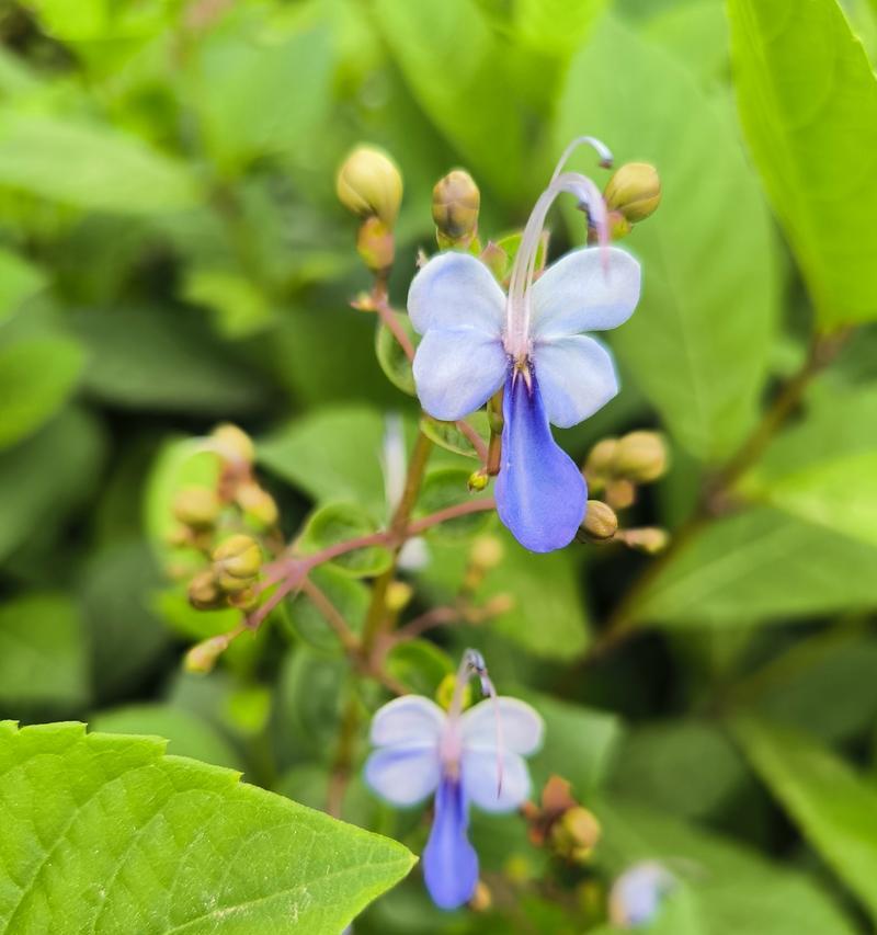 蓝蝴蝶花语是什么？如何用蓝蝴蝶花表达情感？