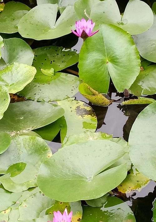 蓝莲花花语是什么？如何表达爱与希望？