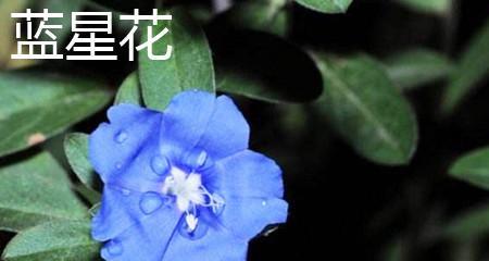 蓝星花代表什么？蓝星花的寓意有哪些常见问题解答？