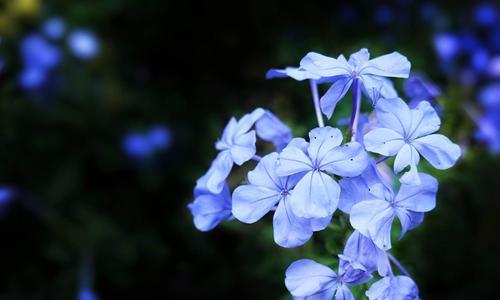 蓝雪花代表什么？蓝雪花的花语有哪些含义？