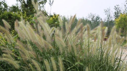 狼尾草的花语是什么？如何正确解读狼尾草的象征意义？