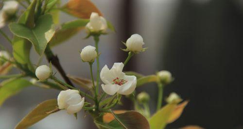 梨花花语是什么？了解梨花的象征意义和文化内涵？