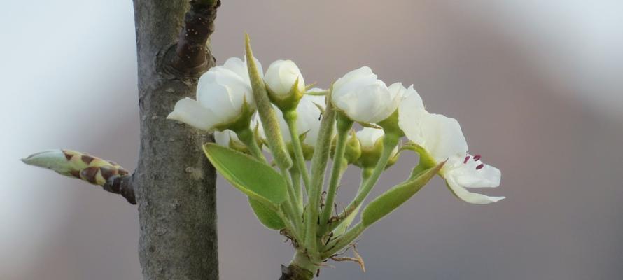 梨花花语是什么意思？如何理解梨花的象征意义？