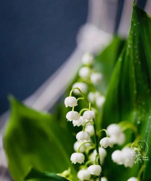 铃兰的花语代表什么含义？如何正确解读铃兰花语？