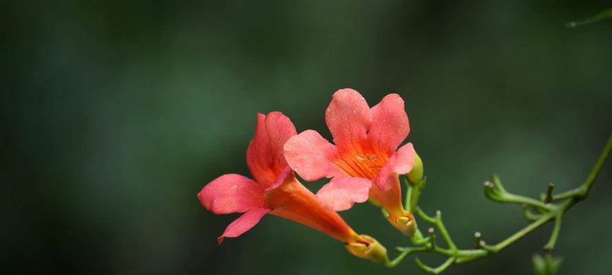  凌霄花的花语有哪些含义？