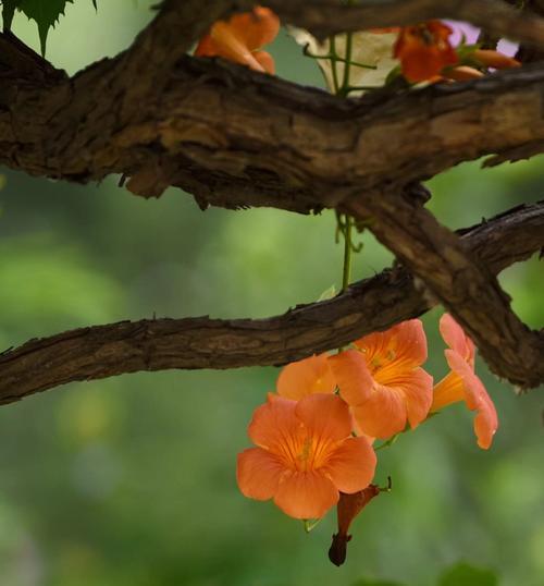 凌霄花花语象征与寓意是什么？如何理解凌霄花的深层含义？