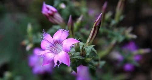 龙胆花代表什么？龙胆花的花语和象征意义是什么？