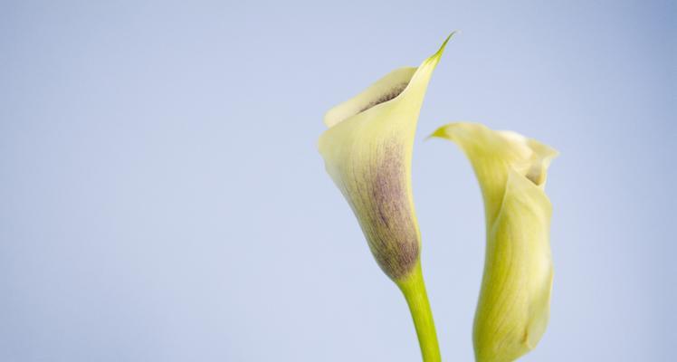 马蹄莲花代表什么含义？马蹄莲花的象征意义有哪些？