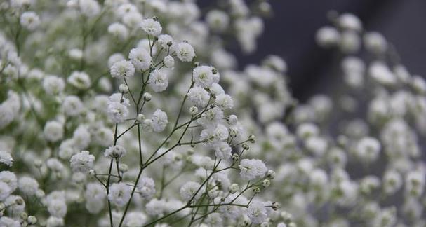 满天星花代表什么意思？如何正确理解其花语含义？