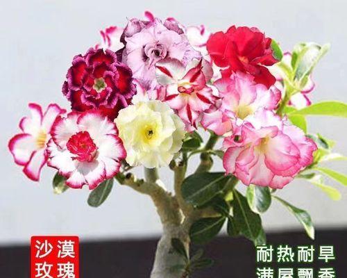 玫瑰花语颜色代表什么？不同颜色的玫瑰花语有何不同？