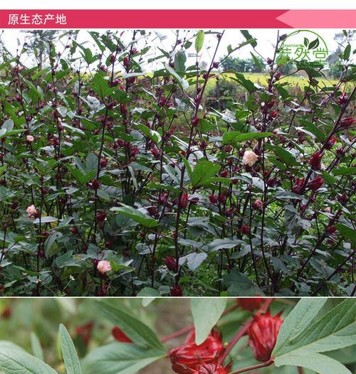 玫瑰茄的传说是什么？玫瑰茄花语代表什么含义？