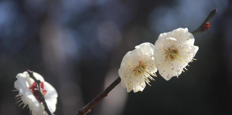 梅花代表了什么梅花的含义及寓意？如何理解梅花的文化象征？