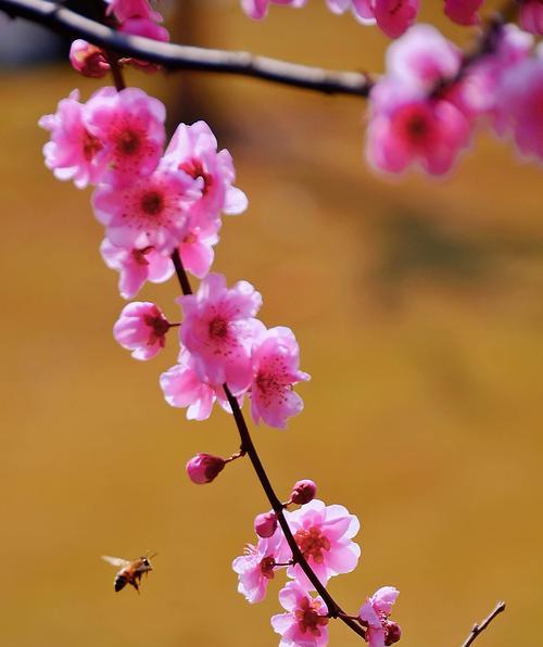 梅花花语象征意义是什么？梅花代表了哪些美好寓意？