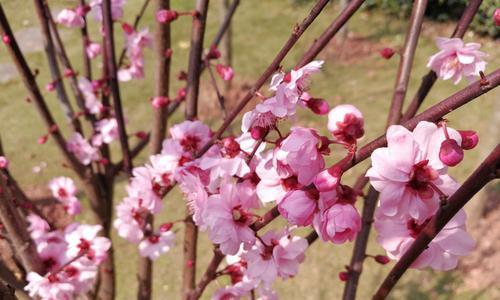 梅花花语是什么意思？梅花象征着什么？