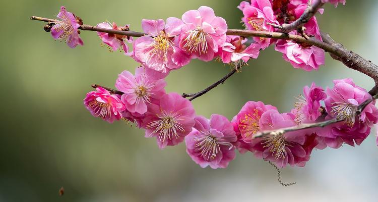 梅花是什么意思？梅花的象征意义有哪些？