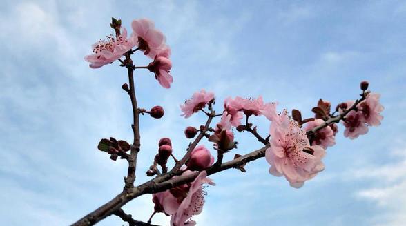 美人梅花语是什么？如何解读梅花的花语含义？