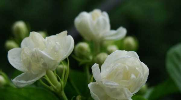 茉莉花的花语是什么？如何用茉莉花表达爱意？