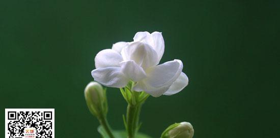 茉莉花花语是什么意思？如何用茉莉花表达情感？