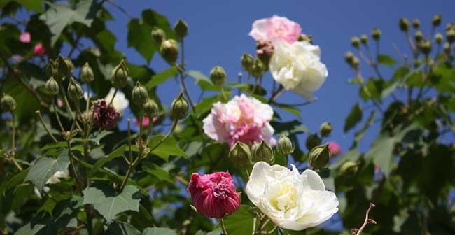 木芙蓉花语是什么？如何理解木芙蓉的象征意义？