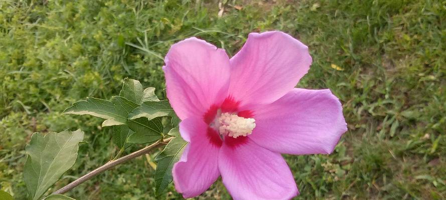 木槿花的花语是什么意思？如何解读木槿花的象征意义？