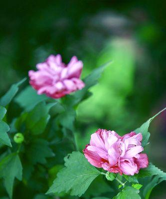 木槿花花语是什么？木槿花代表了什么含义？