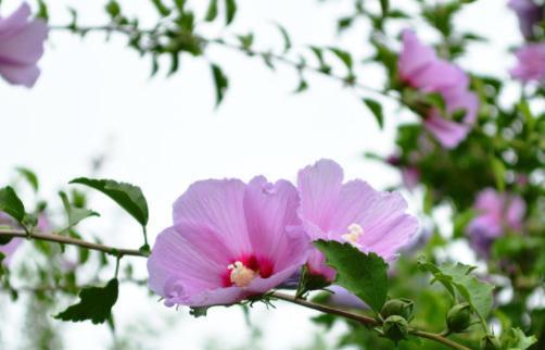 木槿花花语是什么？如何用木槿花表达爱意？