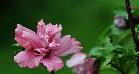 木槿花语和寓意是什么？了解木槿花的象征意义和文化内涵？