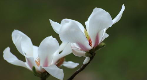 木兰花的花语与寓意是什么？如何正确解读木兰花的象征意义？