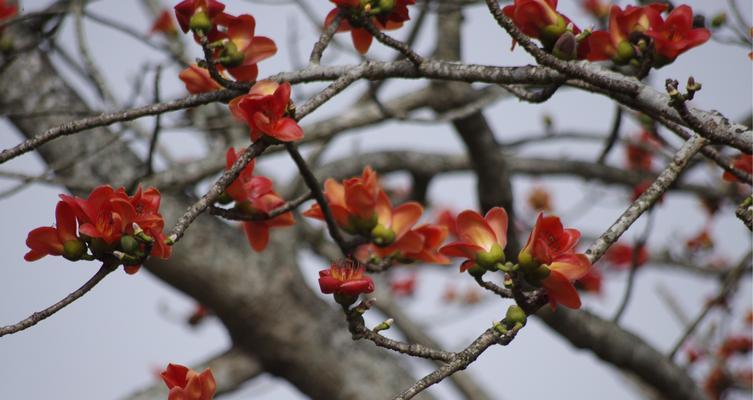 木棉花的花语是什么？适合送给哪些人？