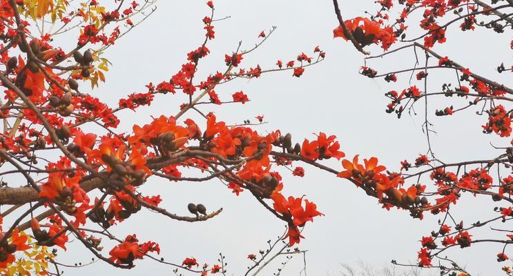 木棉花开代表什么？木棉花的象征意义有哪些？