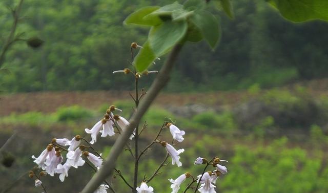 泡桐花的花语是什么？关于泡桐花的传说有哪些？