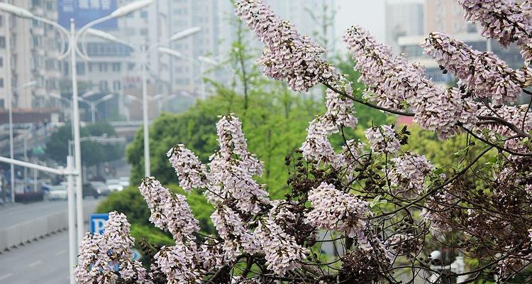 泡桐花的花语是什么？关于泡桐花的传说有哪些？