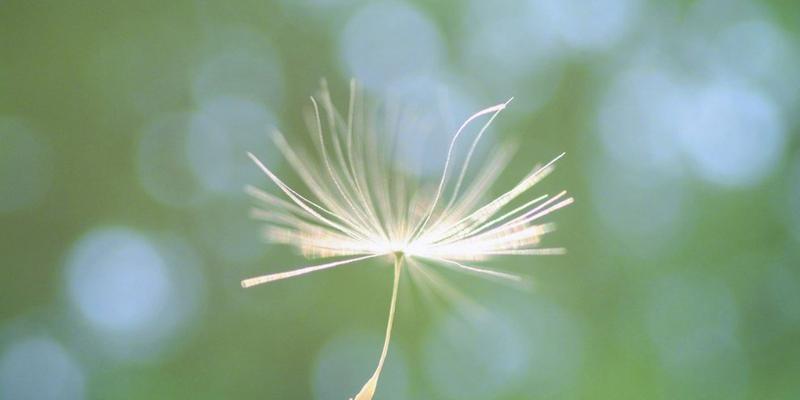 蒲公英的花语是什么？它象征着什么意义？