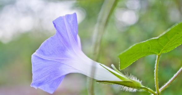 牵牛花的花语是什么意思？如何解读牵牛花的象征意义？