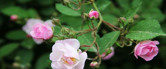 蔷薇花花语是什么？不同颜色的蔷薇花代表什么含义？