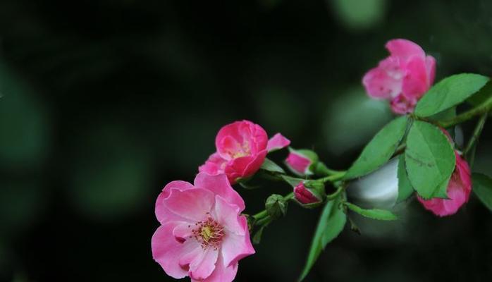 蔷薇花花语和寓意是什么？如何正确解读蔷薇的象征意义？