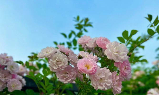 蔷薇花的寓意是什么？如何用花语表达爱意？