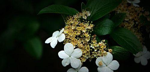 琼花的花语是什么？了解琼花的象征意义和文化背景？