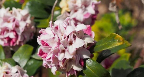 瑞香花的花语是什么？如何正确解读瑞香花的含义？