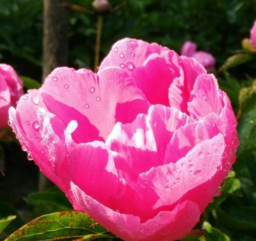 芍药花语是什么含义？了解芍药的象征意义和文化背景？