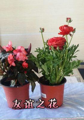 什么花象征着深厚的友谊？如何选择友谊之花？