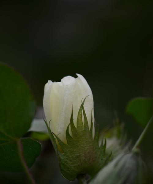 棉花开花季节是什么时候？几月份会开花？