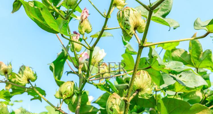 棉花种植的最佳季节是什么时候？如何根据季节调整种植计划？