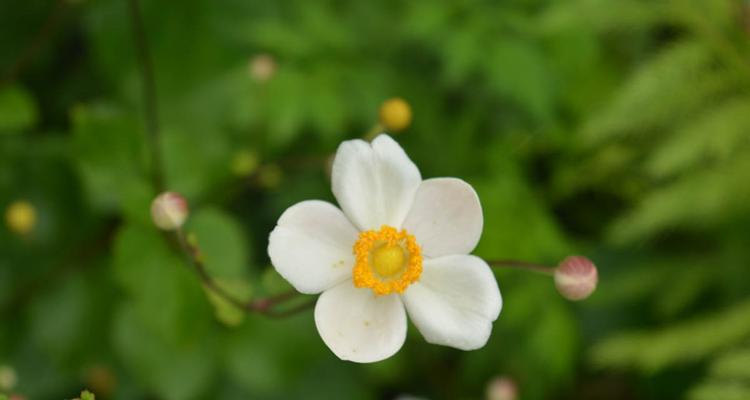 棉花开花时间是什么时候？几月份能看到棉花开花？