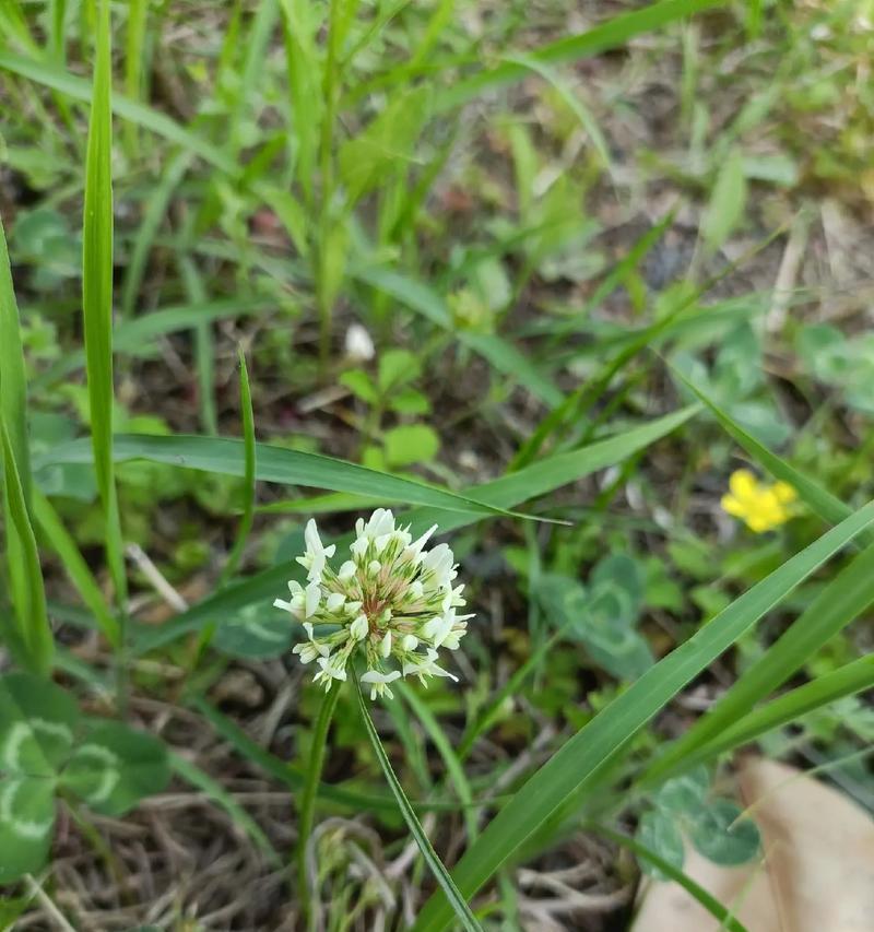 棉花是多年生植物吗？了解棉花的生长周期和特性