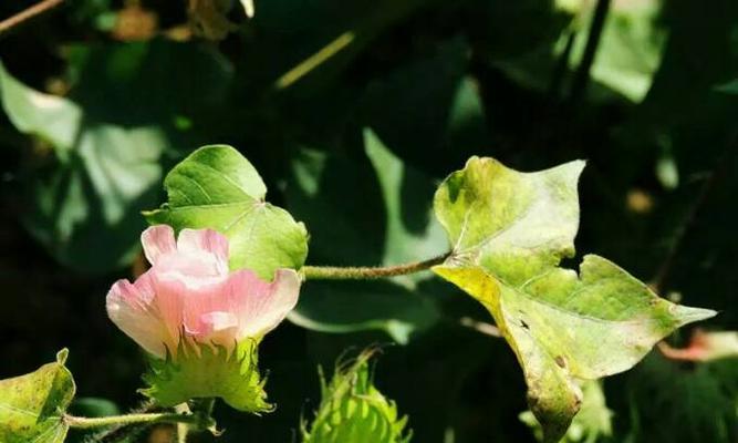 棉花开花季节是什么时候？如何正确识别棉花的花期？